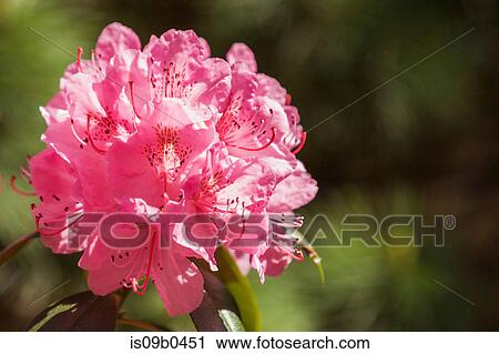 Stock Image - Close-up of pink Rhododendron - Azalea flowers in spring. Fotosearch