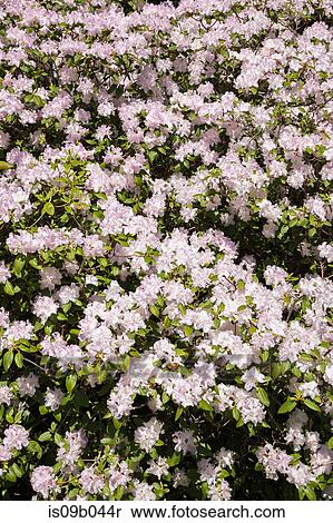 Close up of white and mauve flowering Rhododendron - Azalea shrub in spring View Large Photo Image Stock Photography - Close up of white and mauve flowering Rhododendron - Azalea shrub in spring. Fotosearch