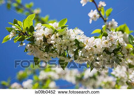 Close-up of white Prunus x eminens (Crimson Passion) - Dwarf sour cherry tree blossoms in spring View Large Photo Image Stock Image - Close-up of white Prunus x eminens (Crimson Passion) - Dwarf sour cherry tree blossoms in spring. Fotosearch