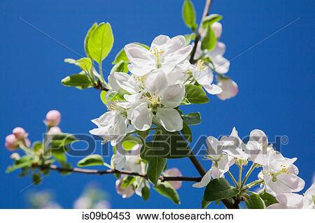 Close-up of white Prunus x eminens (Crimson Passion) - Dwarf sour cherry tree blossoms against blue sky in spring View Large Photo Image Stock Image - Close-up of white Prunus x eminens (Crimson Passion) - Dwarf sour cherry tree blossoms against blue sky in spring. Fotosearch