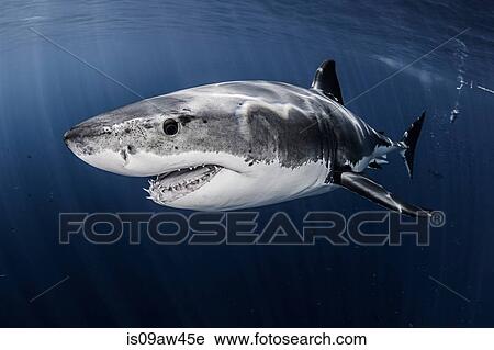 Close up underwater side view of male great white shark View Large Photo Image Stock Image - Close up underwater side view of male great white shark. Fotosearch