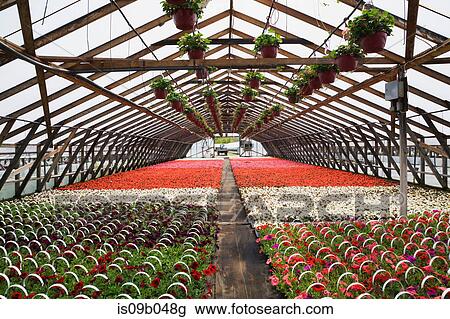 Commercial greenhouse with pink flowers in hanging baskets and purple, pink and red Petunias, white, red and pink Begonias in containers View Large Photo Image Stock Image - Commercial greenhouse with pink flowers in hanging baskets and purple, pink and red Petunias, white, red and pink Begonias in containers. Fotosearch