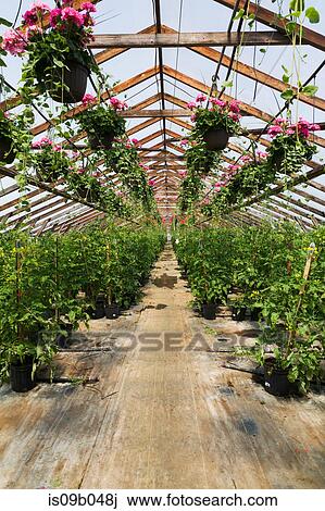 Commercial greenhouse with pink Pelargonium - Geraniums in hanging baskets and Solanum lycopersicum - Cherry Tomato plants in containers View Large Photo Image Stock Image - Commercial greenhouse with pink Pelargonium - Geraniums in hanging baskets and Solanum lycopersicum - Cherry Tomato plants in containers. Fotosearch