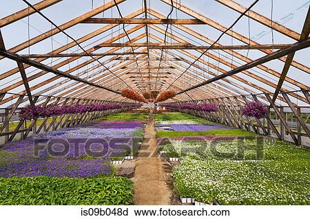 Commercial greenhouse with purple and red Petunias in hanging baskets and mixed white, lavender and blue flowering plants in containers View Large Photo Image Stock Image - Commercial greenhouse with purple and red Petunias in hanging baskets and mixed white, lavender and blue flowering plants in containers. Fotosearch