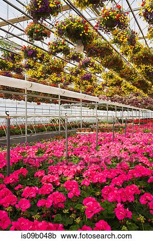 Commercial greenhouse with red and yellow mixed flowers in hanging baskets and pink Pelargonium - Geraniums in containers View Large Photo Image Stock Image - Commercial greenhouse with red and yellow mixed flowers in hanging baskets and pink Pelargonium - Geraniums in containers. Fotosearch
