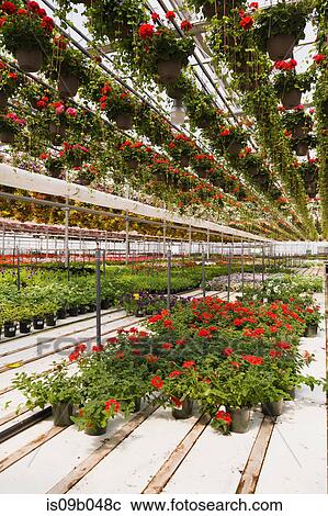 Commercial greenhouse with red Pelargonium - Geranium flowers in hanging baskets plus mixed flowering plants in containers View Large Photo Image Stock Image - Commercial greenhouse with red Pelargonium - Geranium flowers in hanging baskets plus mixed flowering plants in containers. Fotosearch