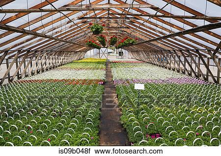 Commercial greenhouse with red Pelargonium - Geranium flowers in hanging baskets and red, yellow, mauve and white flowering Petunia plants in containers View Large Photo Image Stock Image - Commercial greenhouse with red Pelargonium - Geranium flowers in hanging baskets and red, yellow, mauve and white flowering Petunia plants in containers. Fotosearch