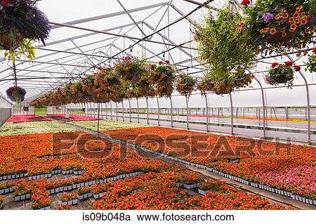 Stock Image - Commercial greenhouse with rows of orange Petunias and red Pelargonium - Geraniums in hanging baskets plus red, white, red and pink flowering Begonia plants. Fotosearch