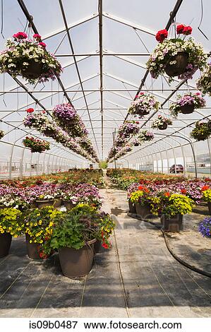 Commercial greenhouse with rows of mixed flowering plants - Petunias in hanging baskets, red Pelargonium and Geraniums in containers View Large Photo Image Stock Photo - Commercial greenhouse with rows of mixed flowering plants - Petunias in hanging baskets, red Pelargonium and Geraniums in containers. Fotosearch