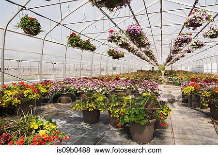 Commercial greenhouse with rows of mixed flowering plants - Petunias in hanging baskets, red Pelargonium and Geraniums in containers View Large Photo Image Stock Photo - Commercial greenhouse with rows of mixed flowering plants - Petunias in hanging baskets, red Pelargonium and Geraniums in containers. Fotosearch