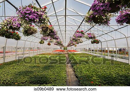 Commercial greenhouse with rows of mixed flowering plants - Petunias in hanging baskets, red flowering Pelargonium 'Eric Hoskins' and Geraniums in containers View Large Photo Image Stock Photo - Commercial greenhouse with rows of mixed flowering plants - Petunias in hanging baskets, red flowering Pelargonium 'Eric Hoskins' and Geraniums in containers. Fotosearch