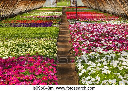 Commercial greenhouse with tightly packed mixed purple, white, pink and red Cosmos flowers in containers View Large Photo Image Picture - Commercial greenhouse with tightly packed mixed purple, white, pink and red Cosmos flowers in containers. Fotosearch