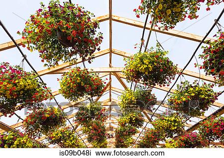 Commercial greenhouse with yellow and red flowers in hanging baskets View Large Photo Image Stock Image - Commercial greenhouse with yellow and red flowers in hanging baskets. Fotosearch