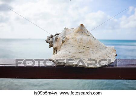 Conch shell, Saint Lucia, Caribbean View Large Photo Image Stock Photo - Conch shell, Saint Lucia, Caribbean. Fotosearch