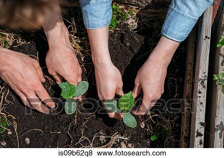Couple planting seedlings in soil View Large Photo Image Stock Photo - Couple planting seedlings in soil. Fotosearch