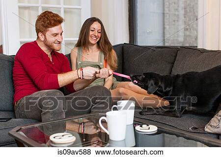 Couple sitting on sofa playing with pet dog smiling View Large Photo Image Stock Photo - Couple sitting on sofa playing with pet dog smiling. Fotosearch