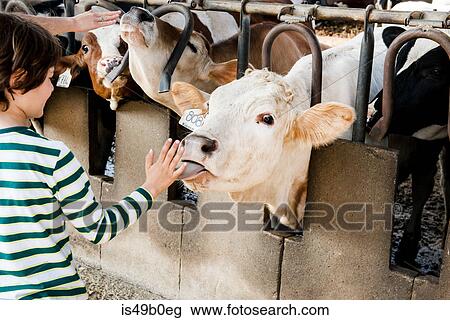 Stock Image - Cow licking boy's hand on organic dairy farm. Fotosearch