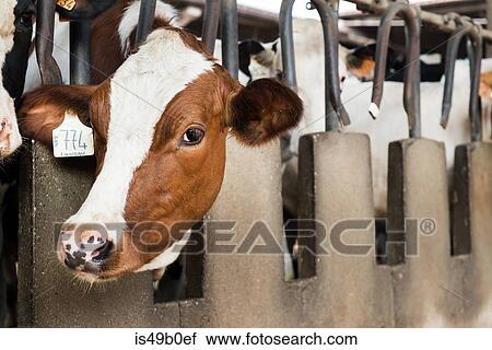 Cow looking from stall at organic dairy farm View Large Photo Image Stock Image - Cow looking from stall at organic dairy farm. Fotosearch
