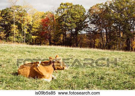 Cow resting on grass, Guilford, Vermont, USA View Large Photo Image Stock Photography - Cow resting on grass, Guilford, Vermont, USA. Fotosearch