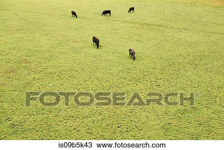 Stock Image - Cows grazing on grassland. Fotosearch