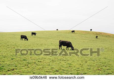 Cows grazing on grassland View Large Photo Image Stock Photograph - Cows grazing on grassland. Fotosearch