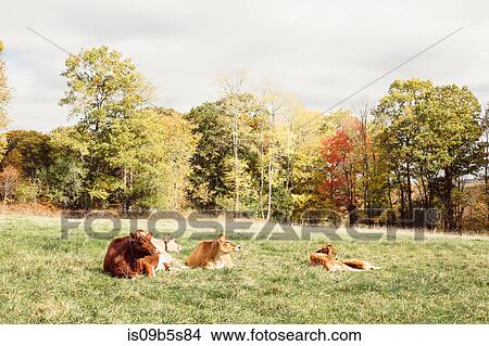 Cows resting on grass, Guilford, Vermont, USA View Large Photo Image Picture - Cows resting on grass, Guilford, Vermont, USA. Fotosearch