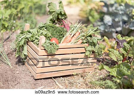 Stock Photography - Crate of fresh vegetables in garden. Fotosearch