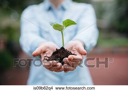 Picture - Cropped view of woman holding seedling. Fotosearch