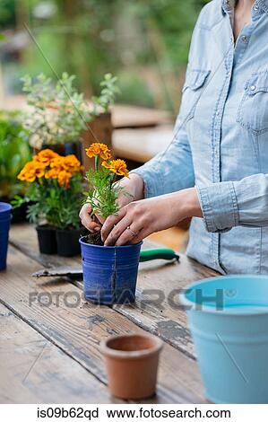 Cropped view of woman potting plant View Large Photo Image Stock Image - Cropped view of woman potting plant. Fotosearch