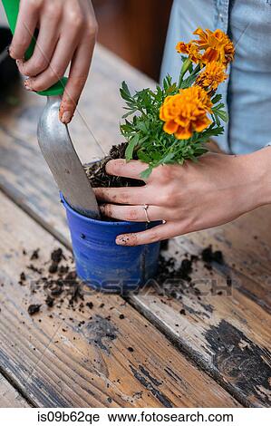 Cropped view of woman potting plant View Large Photo Image Stock Image - Cropped view of woman potting plant. Fotosearch