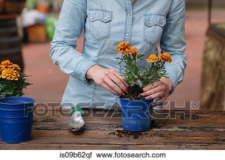 Cropped view of woman potting plant View Large Photo Image Stock Image - Cropped view of woman potting plant. Fotosearch