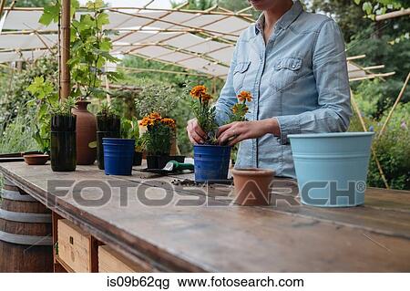 Stock Image - Cropped view of woman potting plant. Fotosearch