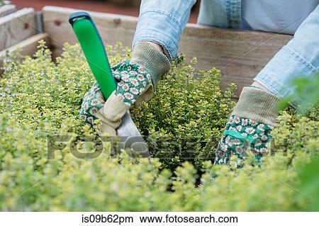 Picture - Cropped view of woman wearing gardening gloves gardening. Fotosearch