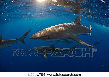 Curious Silky Shark (Carcharhinus Falciformis) swimming close to surface View Large Photo Image Picture - Curious Silky Shark (Carcharhinus Falciformis) swimming close to surface. Fotosearch
