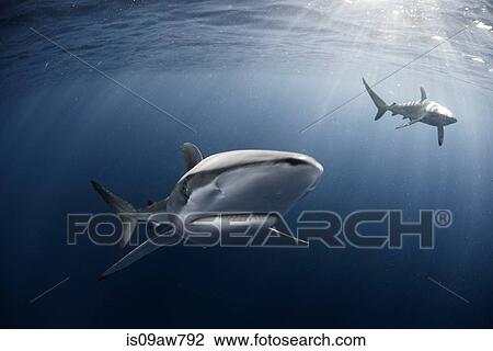 Curious Silky Shark (Carcharhinus Falciformis) swimming close to surface View Large Photo Image Stock Image - Curious Silky Shark (Carcharhinus Falciformis) swimming close to surface. Fotosearch
