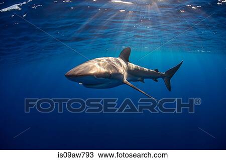 Curious Silky Shark (Carcharhinus Falciformis) swimming close to surface View Large Photo Image Stock Image - Curious Silky Shark (Carcharhinus Falciformis) swimming close to surface. Fotosearch