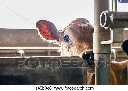 Stock Photo - Cute calf in stall at organic dairy farm. Fotosearch