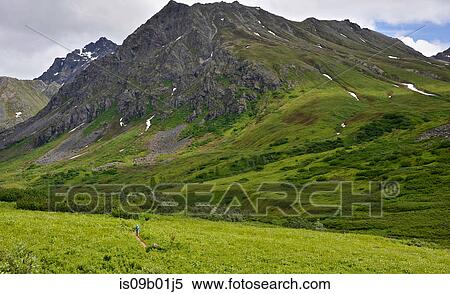 Distant view of woman running the Gold Mint Trail, Talkeetna Mountains near Hatcher Pass, Alaska, USA View Large Photo Image Stock Photography - Distant view of woman running the Gold Mint Trail, Talkeetna Mountains near Hatcher Pass, Alaska, USA. Fotosearch