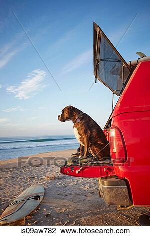 Stock Image - Dog on back of car on beach. Fotosearch