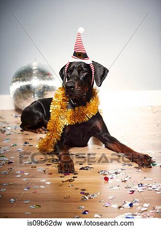 Stock Photo - Dog wearing santa hat on head. Fotosearch