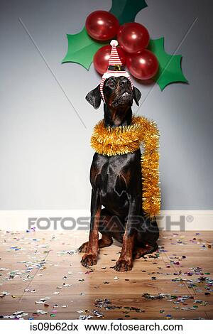 Stock Photo - Dog wearing santa hat with festive holly and berries. Fotosearch