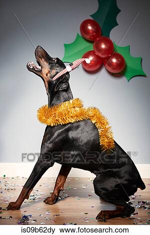 Dog wearing santa hat with festive holly and berries View Large Photo Image Stock Photo - Dog wearing santa hat with festive holly and berries. Fotosearch
