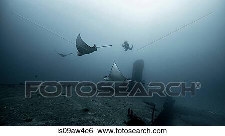 Eagle rays gliding over shipwreck, Cancun, Mexico View Large Photo Image Stock Photograph - Eagle rays gliding over shipwreck, Cancun, Mexico. Fotosearch