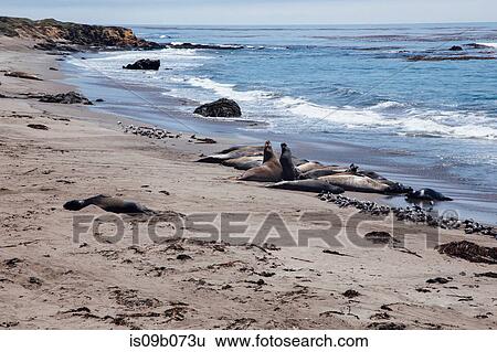 Elephant seals lying on beach, San Simeon, California, USA View Large Photo Image Stock Photograph - Elephant seals lying on beach, San Simeon, California, USA. Fotosearch