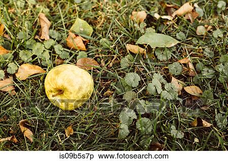 Fallen apple on grass, close-up View Large Photo Image Stock Photography - Fallen apple on grass, close-up. Fotosearch