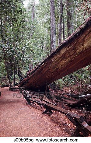 Fallen redwood in Armstrong Redwoods State Natural Reserve, Sonoma County, California, USA View Large Photo Image Stock Image - Fallen redwood in Armstrong Redwoods State Natural Reserve, Sonoma County, California, USA. Fotosearch