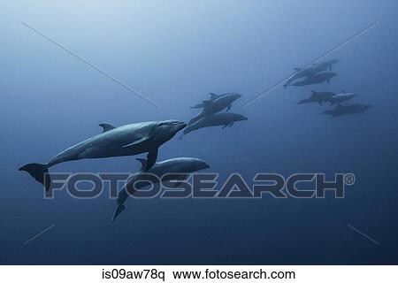Stock Photography - Family of Bottlenose Dolphin (Tursiops Truncatus) swimming up from deep blue. Fotosearch