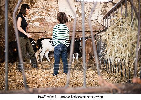 Female farmer and boy looking at calves on organic dairy farm View Large Photo Image Stock Image - Female farmer and boy looking at calves on organic dairy farm. Fotosearch