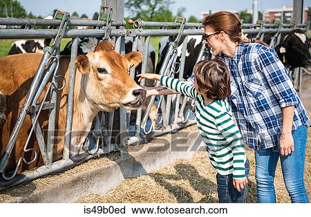 Female farmer and boy petting cow on organic dairy farm View Large Photo Image Stock Image - Female farmer and boy petting cow on organic dairy farm. Fotosearch