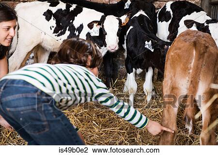 Female farmer and boy pointing at calves on organic dairy farm View Large Photo Image Stock Image - Female farmer and boy pointing at calves on organic dairy farm. Fotosearch